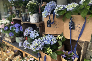 We're in Hydrangea Heaven this August