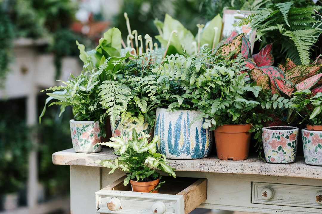 Green Up Your Space, Glow Up Your Mood: The Best Indoor Plants for a Happier Home