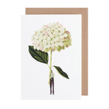 Laura Stoddart -Green Hydrangea Greetings Card