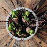 Rustic White Hyacinth Planter