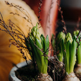 Rustic White Hyacinth Planter