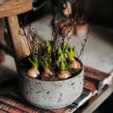 Rustic White Hyacinth Planter