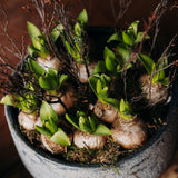 Rustic White Hyacinth Planter