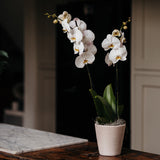 Phalaenopsis White Orchid Planter