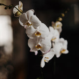 Phalaenopsis White Orchid Planter