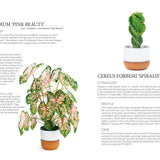 Plant: Houseplants Choosing Styling  Caring