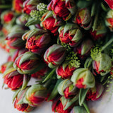 Cupids Luxe Tulips En Mass