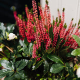 The Petersham Inspired Planter