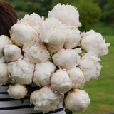 White Cloud Peonies En Masse