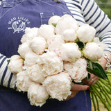 White Cloud Peonies En Masse