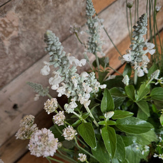 Window Gardens