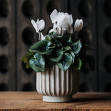 Winter White Cyclamen Planter