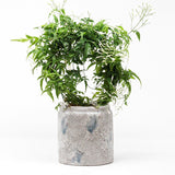 Winter Jasmine Rustic Planter