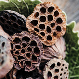 Lotus Seed Head Bundle