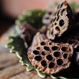 Lotus Seed Head Bundle