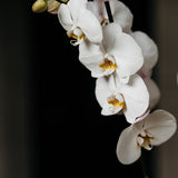 Phalaenopsis White Orchid Planter