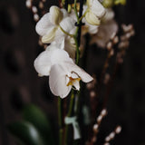 Phalaenopsis White Orchid Planter